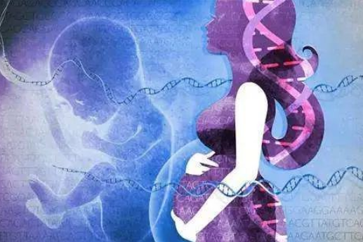 为什么孕妇可以通过静脉血亲子鉴定胎儿？